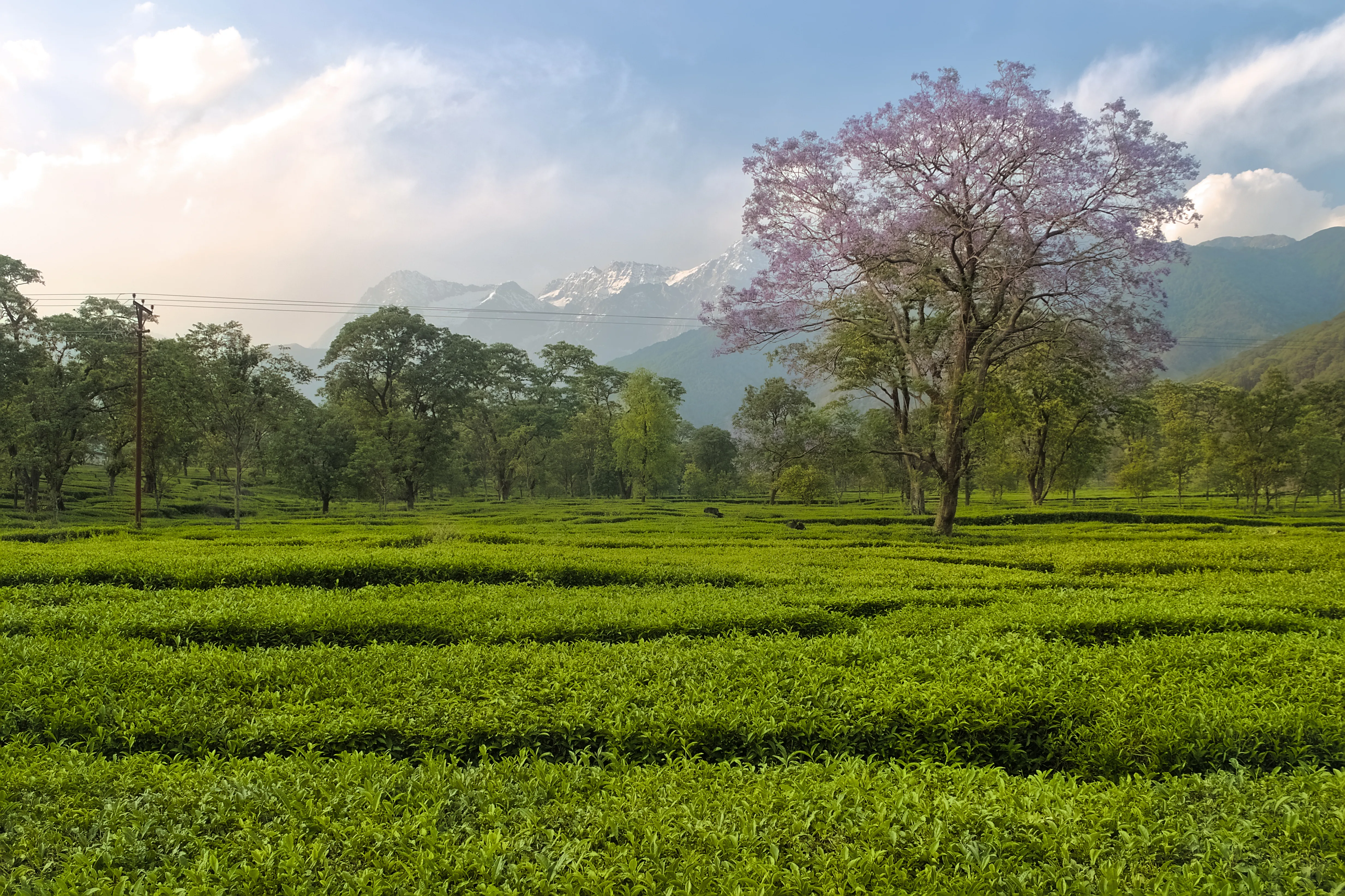 tea garden palampur - Dharamshala road trip